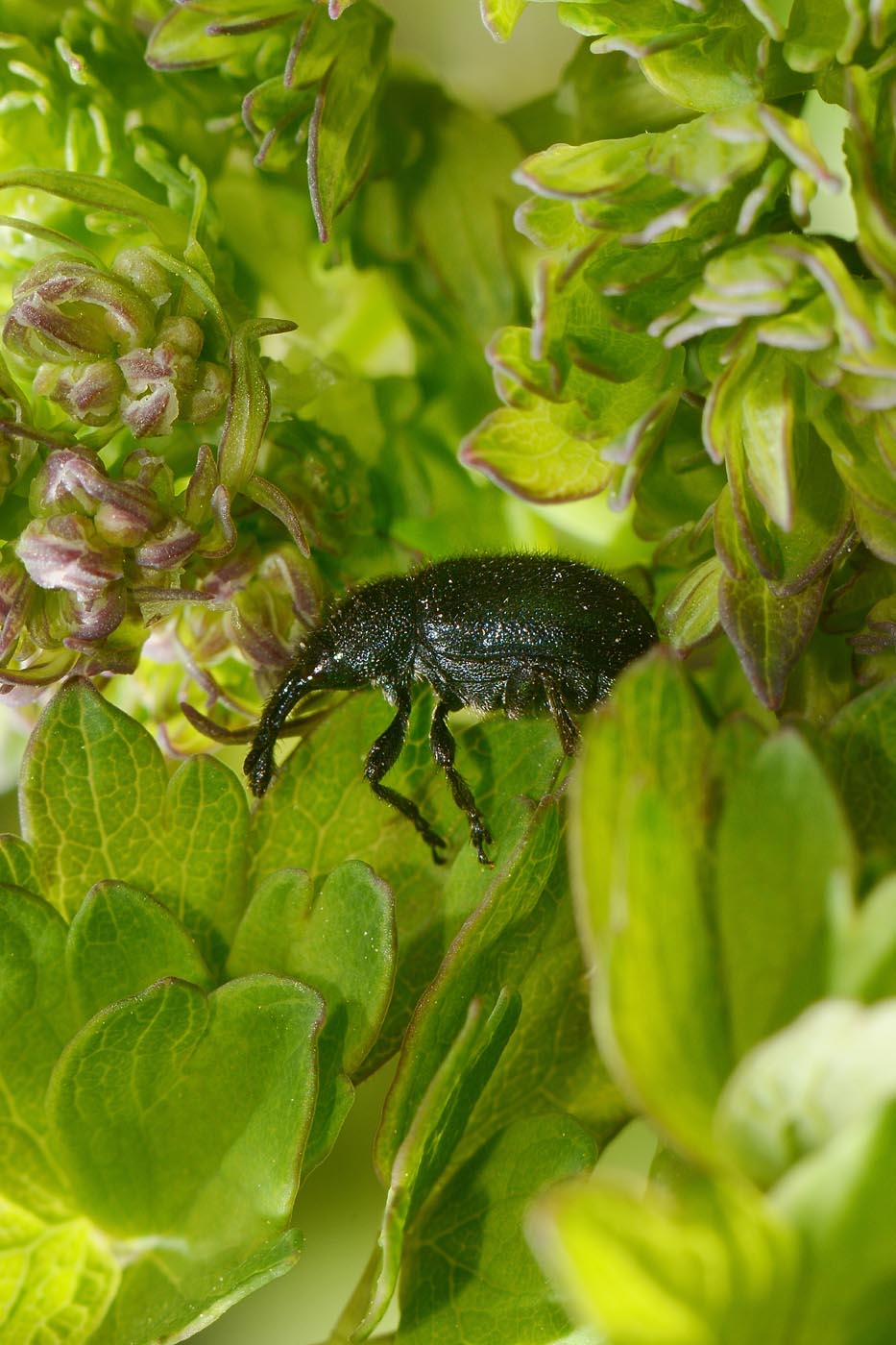 Rhynchitidae: Involvulus sp? Sì, Involvulus pubescens